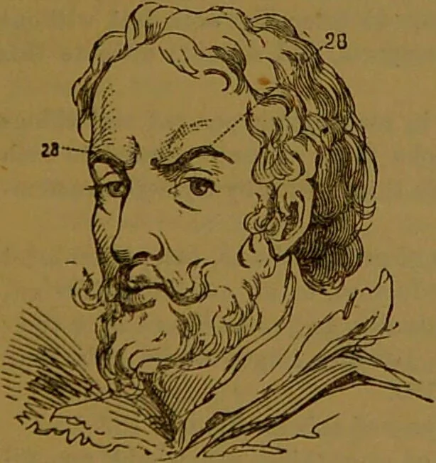 An illustration from New illustrated self-instructor in phrenology and physiology : with over one hundred engravings, together with the chart and character of ... as marked by ... / by O.S. and L.N. Fowler., 1864, leaf 147