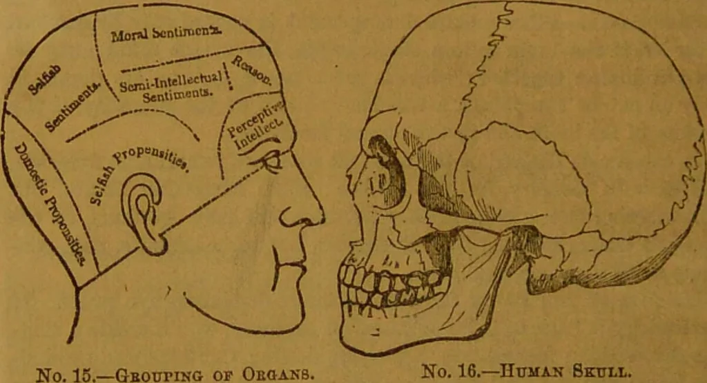An illustration from New illustrated self-instructor in phrenology and physiology : with over one hundred engravings, together with the chart and character of ... as marked by ... / by O.S. and L.N. Fowler., 1864, leaf 66