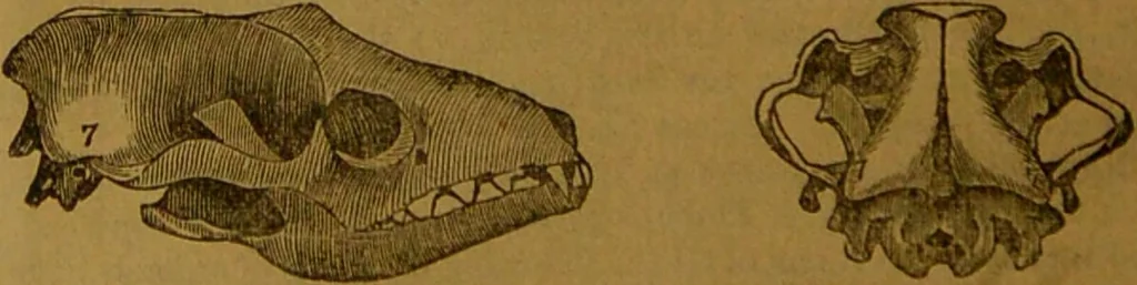 An illustration from New illustrated self-instructor in phrenology and physiology : with over one hundred engravings, together with the chart and character of ... as marked by ... / by O.S. and L.N. Fowler., 1864, leaf 66