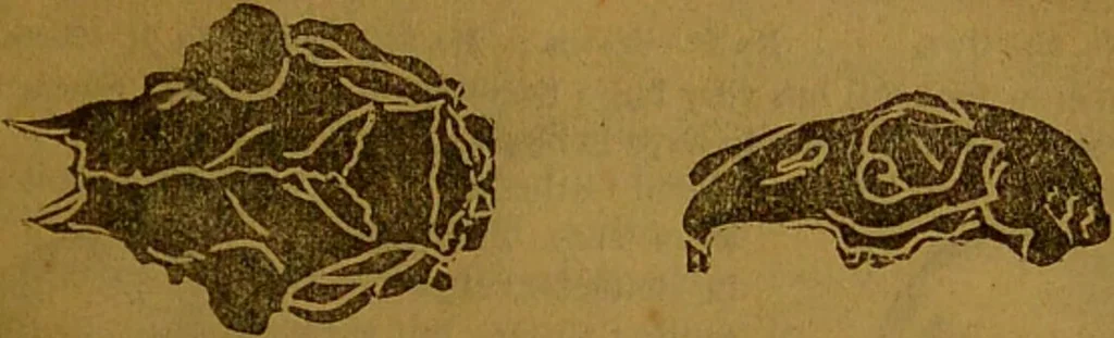 An illustration from New illustrated self-instructor in phrenology and physiology : with over one hundred engravings, together with the chart and character of ... as marked by ... / by O.S. and L.N. Fowler., 1864, leaf 67