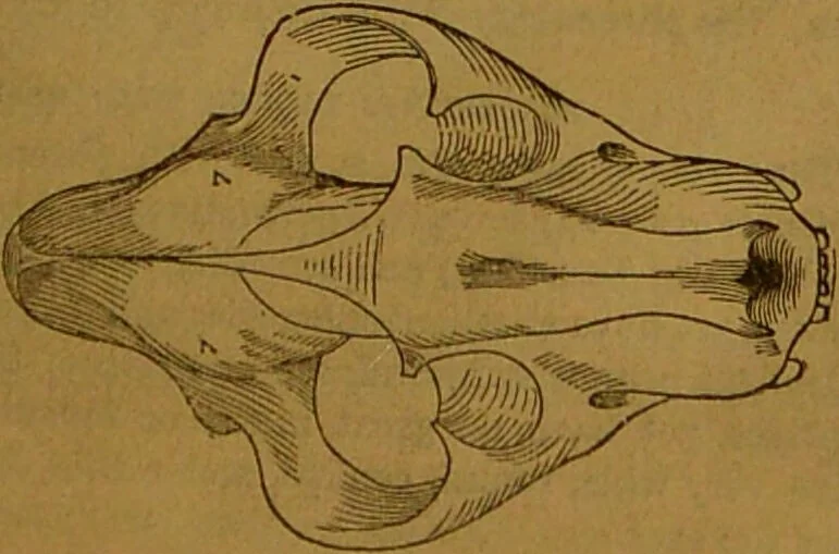 An illustration from New illustrated self-instructor in phrenology and physiology : with over one hundred engravings, together with the chart and character of ... as marked by ... / by O.S. and L.N. Fowler., 1864, leaf 67