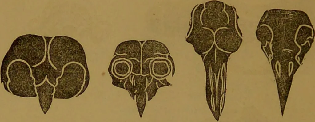 An illustration from New illustrated self-instructor in phrenology and physiology : with over one hundred engravings, together with the chart and character of ... as marked by ... / by O.S. and L.N. Fowler., 1864, leaf 68