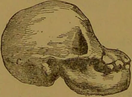 An illustration from New illustrated self-instructor in phrenology and physiology : with over one hundred engravings, together with the chart and character of ... as marked by ... / by O.S. and L.N. Fowler., 1864, leaf 68
