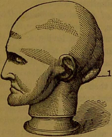 An illustration from New illustrated self-instructor in phrenology and physiology : with over one hundred engravings, together with the chart and character of ... as marked by ... / by O.S. and L.N. Fowler., 1864, leaf 79