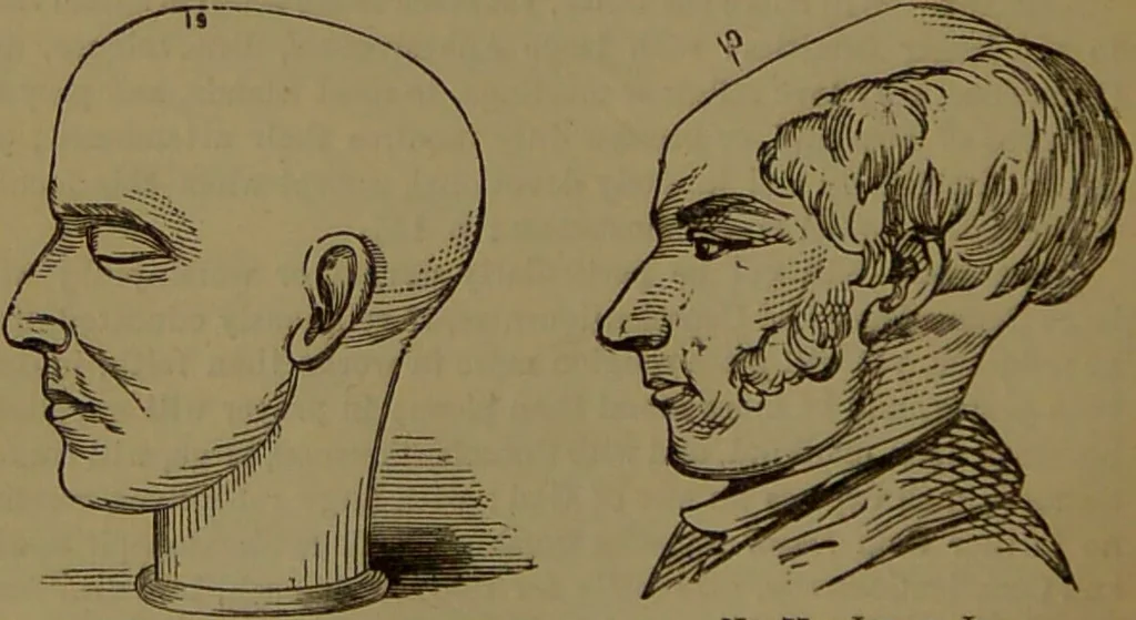 An illustration from New illustrated self-instructor in phrenology and physiology : with over one hundred engravings, together with the chart and character of ... as marked by ... / by O.S. and L.N. Fowler., 1872, leaf 130