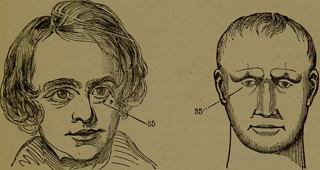 An illustration from New illustrated self-instructor in phrenology and physiology : with over one hundred engravings, together with the chart and character of ... as marked by ... / by O.S. and L.N. Fowler., 1872, leaf 161