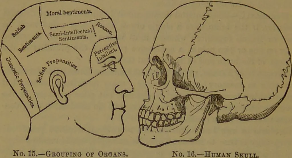 An illustration from New illustrated self-instructor in phrenology and physiology : with over one hundred engravings, together with the chart and character of ... as marked by ... / by O.S. and L.N. Fowler., 1872, leaf 66