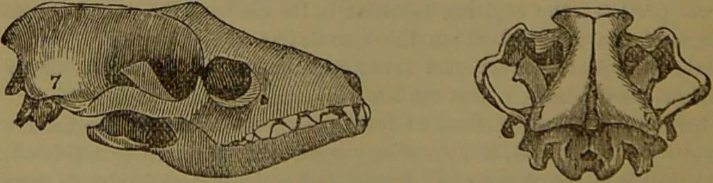 An illustration from New illustrated self-instructor in phrenology and physiology : with over one hundred engravings, together with the chart and character of ... as marked by ... / by O.S. and L.N. Fowler., 1872, leaf 66