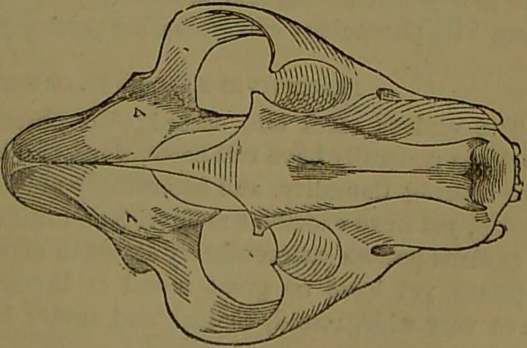An illustration from New illustrated self-instructor in phrenology and physiology : with over one hundred engravings, together with the chart and character of ... as marked by ... / by O.S. and L.N. Fowler., 1872, leaf 67
