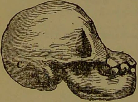 An illustration from New illustrated self-instructor in phrenology and physiology : with over one hundred engravings, together with the chart and character of ... as marked by ... / by O.S. and L.N. Fowler., 1872, leaf 68