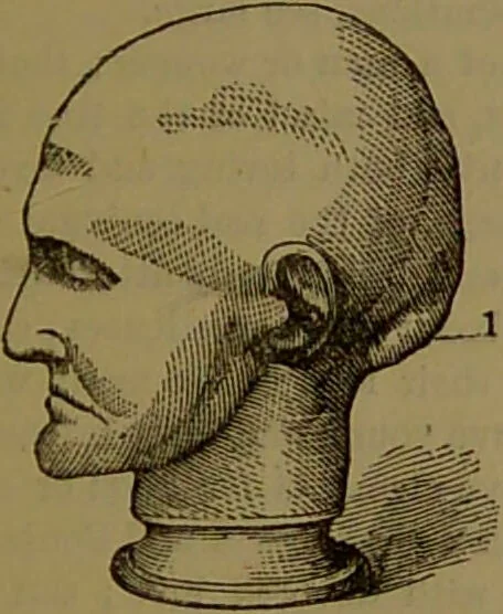 An illustration from New illustrated self-instructor in phrenology and physiology : with over one hundred engravings, together with the chart and character of ... as marked by ... / by O.S. and L.N. Fowler., 1872, leaf 79