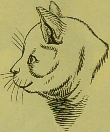 An illustration from How to study strangers by temperament, face and head : A sequel to "Heads and faces" / by Nelson Sizer., 1895, leaf 26