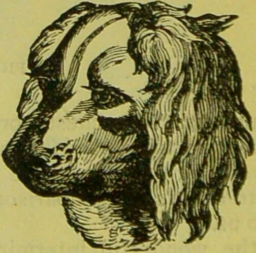 An illustration from How to study strangers by temperament, face and head : A sequel to "Heads and faces" / by Nelson Sizer., 1895, leaf 26