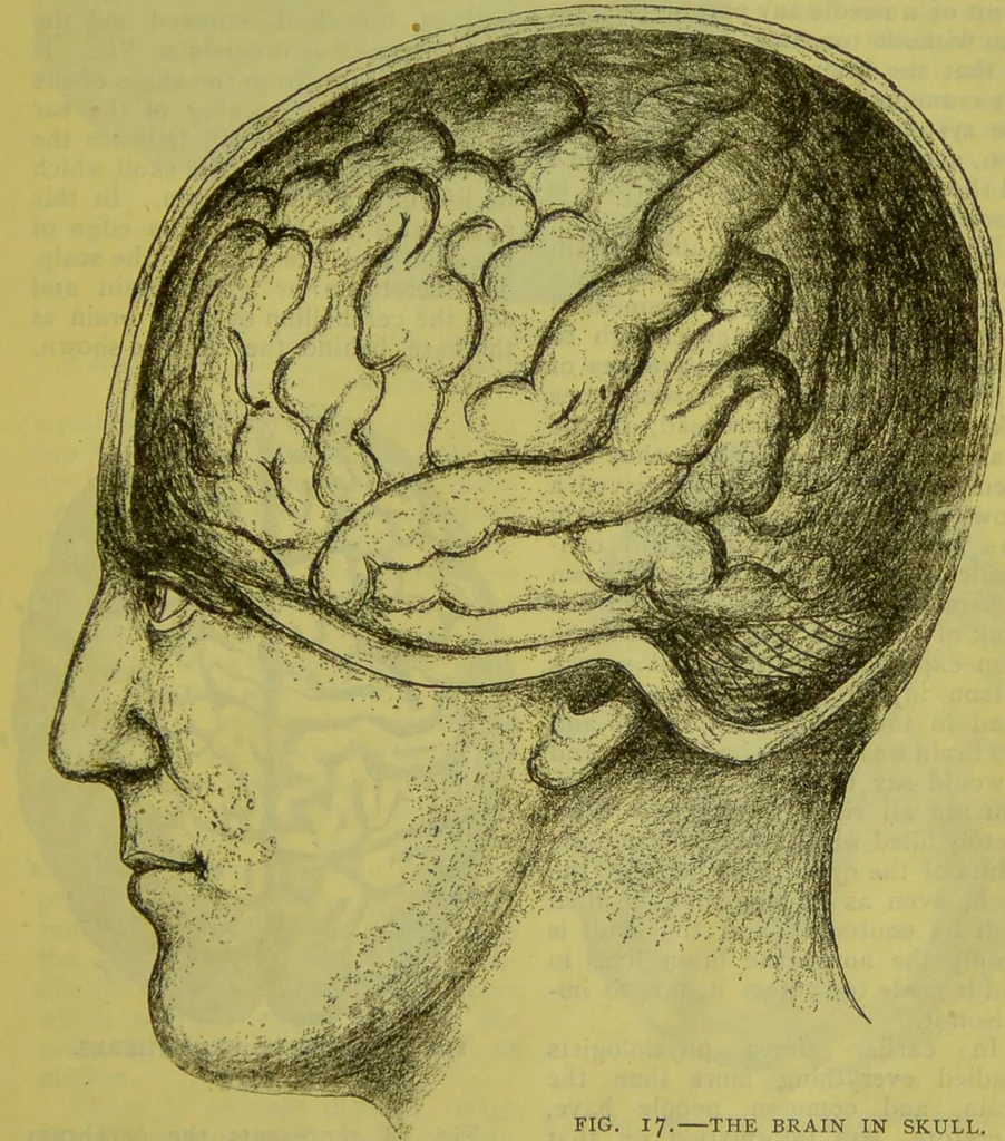 An illustration from How to study strangers by temperament, face and head : A sequel to "Heads and faces" / by Nelson Sizer., 1895, leaf 27