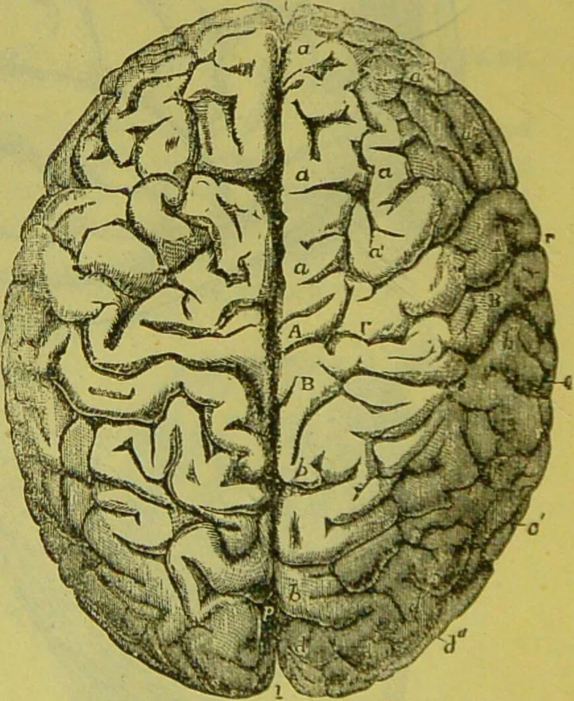 An illustration from How to study strangers by temperament, face and head : A sequel to "Heads and faces" / by Nelson Sizer., 1895, leaf 28