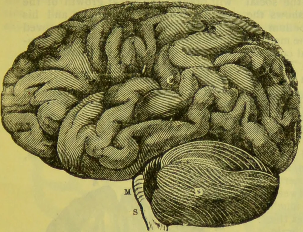 An illustration from How to study strangers by temperament, face and head : A sequel to "Heads and faces" / by Nelson Sizer., 1895, leaf 29