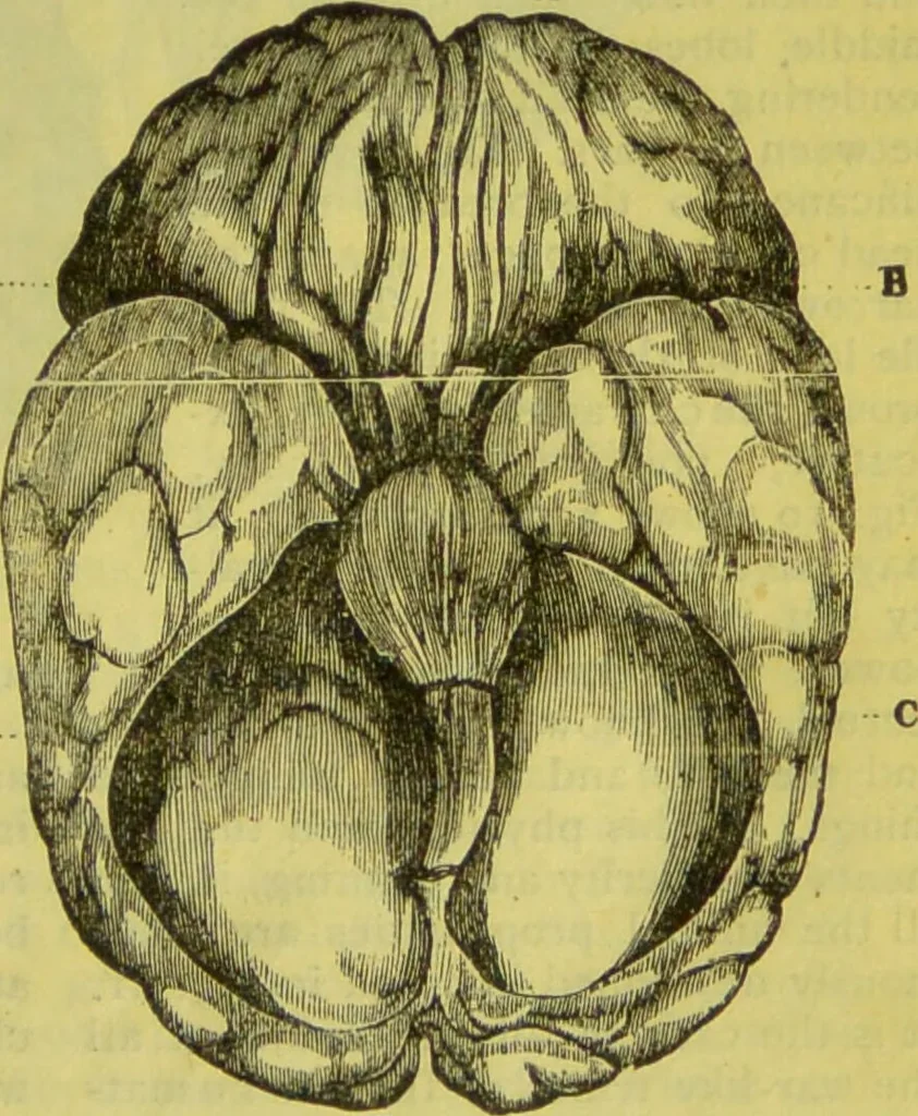 An illustration from How to study strangers by temperament, face and head : A sequel to "Heads and faces" / by Nelson Sizer., 1895, leaf 29
