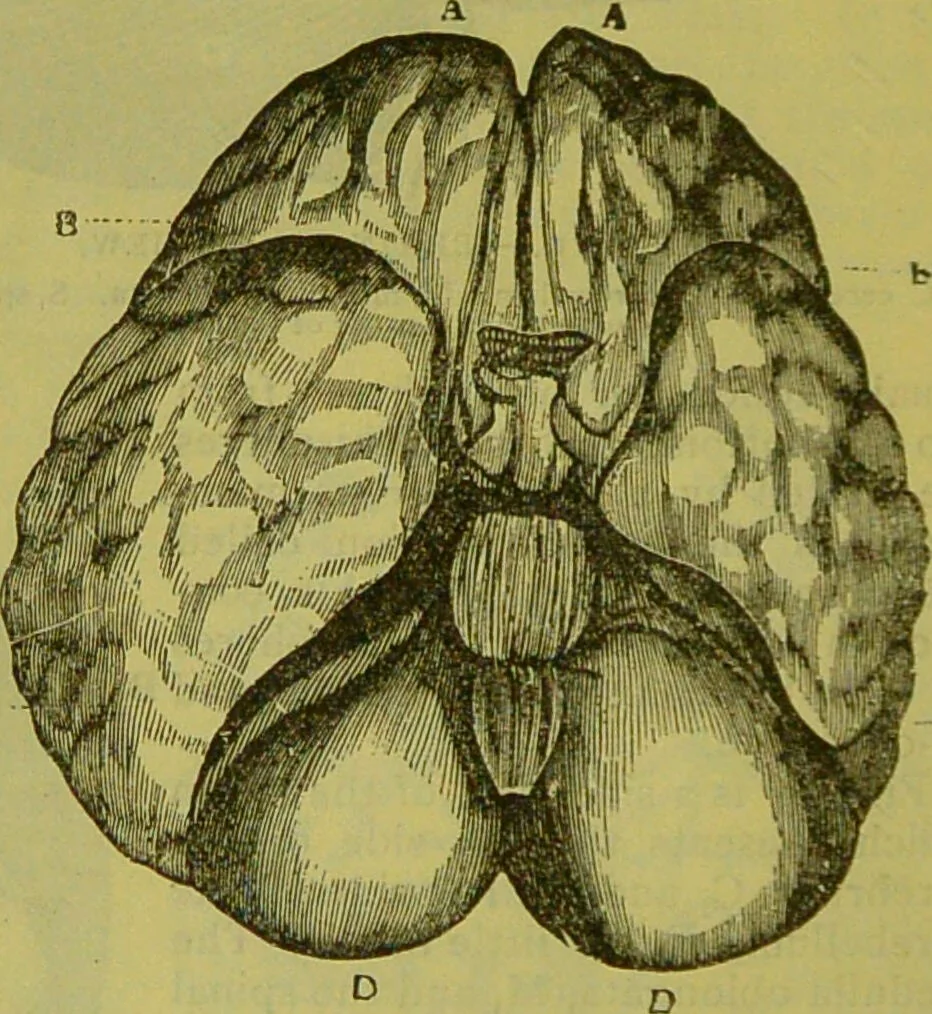 An illustration from How to study strangers by temperament, face and head : A sequel to "Heads and faces" / by Nelson Sizer., 1895, leaf 30