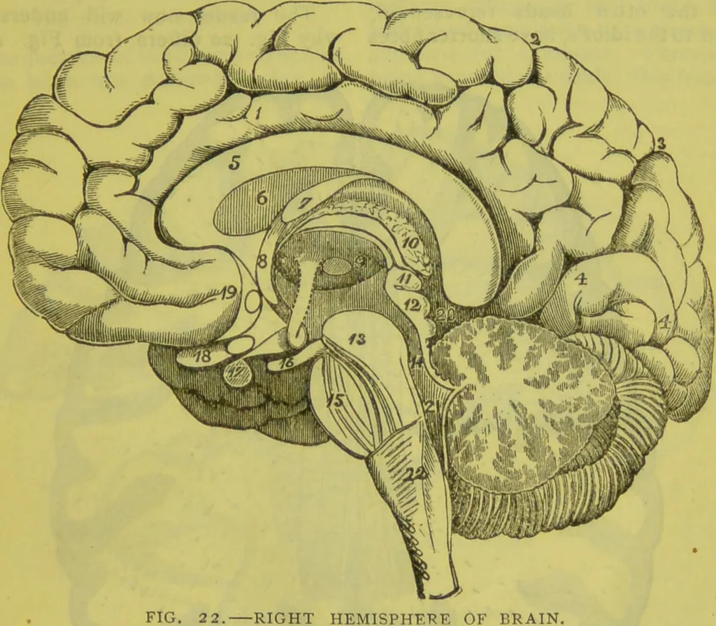 An illustration from How to study strangers by temperament, face and head : A sequel to "Heads and faces" / by Nelson Sizer., 1895, leaf 31
