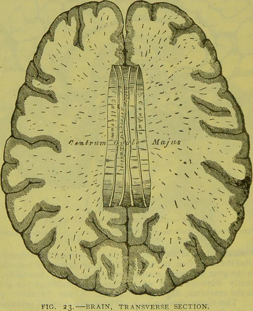 An illustration from How to study strangers by temperament, face and head : A sequel to "Heads and faces" / by Nelson Sizer., 1895, leaf 32