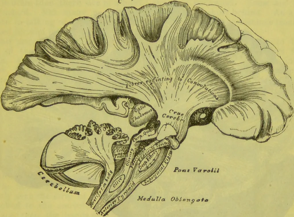 An illustration from How to study strangers by temperament, face and head : A sequel to "Heads and faces" / by Nelson Sizer., 1895, leaf 33