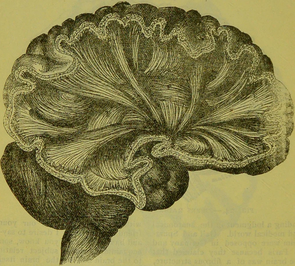 An illustration from How to study strangers by temperament, face and head : A sequel to "Heads and faces" / by Nelson Sizer., 1895, leaf 34