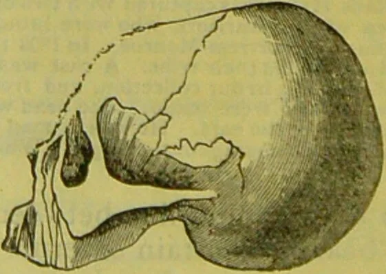 An illustration from How to study strangers by temperament, face and head : A sequel to "Heads and faces" / by Nelson Sizer., 1895, leaf 38