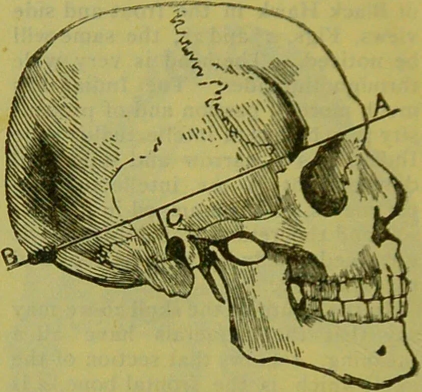 An illustration from How to study strangers by temperament, face and head : A sequel to "Heads and faces" / by Nelson Sizer., 1895, leaf 40