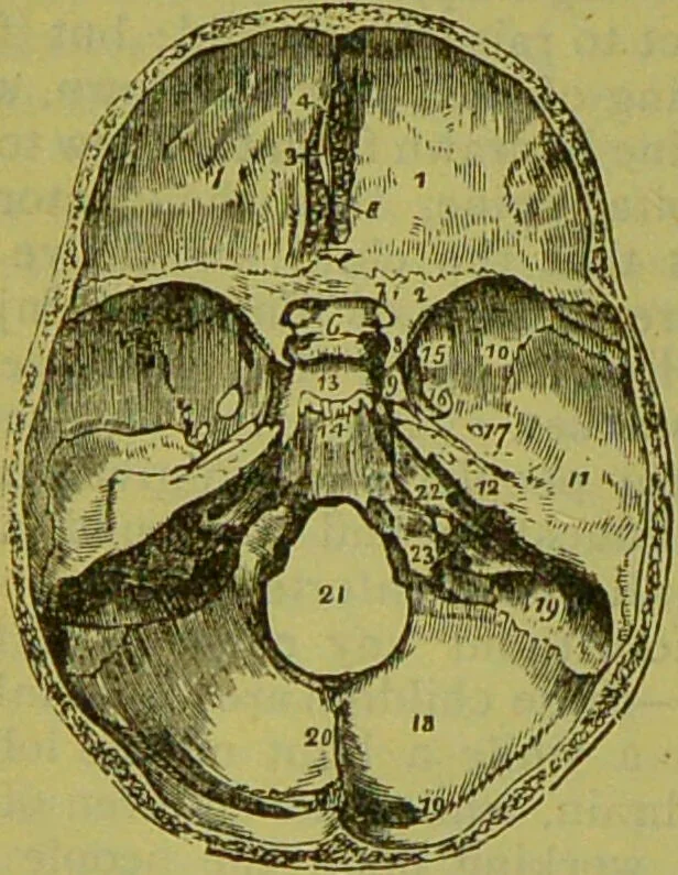 An illustration from How to study strangers by temperament, face and head : A sequel to "Heads and faces" / by Nelson Sizer., 1895, leaf 42