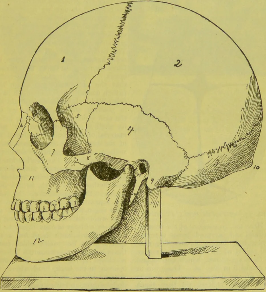 An illustration from How to study strangers by temperament, face and head : A sequel to "Heads and faces" / by Nelson Sizer., 1895, leaf 43
