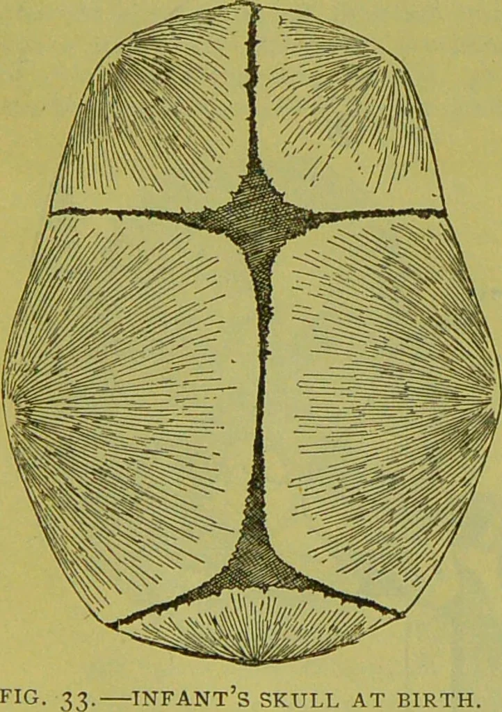An illustration from How to study strangers by temperament, face and head : A sequel to "Heads and faces" / by Nelson Sizer., 1895, leaf 44