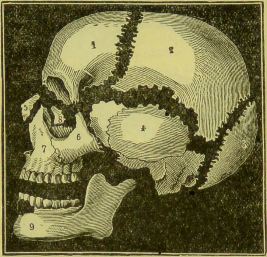 An illustration from How to study strangers by temperament, face and head : A sequel to "Heads and faces" / by Nelson Sizer., 1895, leaf 45