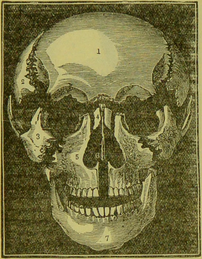 An illustration from How to study strangers by temperament, face and head : A sequel to "Heads and faces" / by Nelson Sizer., 1895, leaf 46