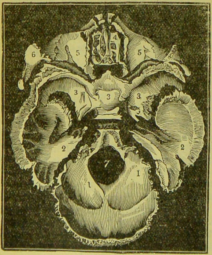 An illustration from How to study strangers by temperament, face and head : A sequel to "Heads and faces" / by Nelson Sizer., 1895, leaf 46