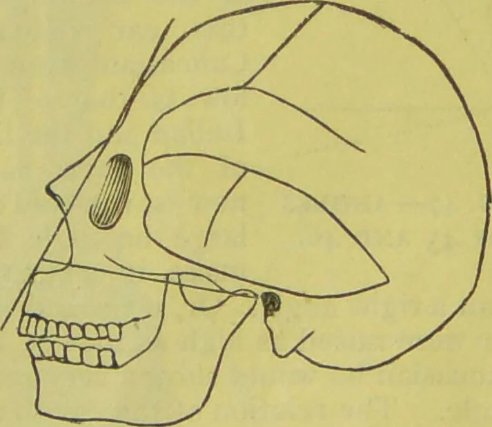 An illustration from How to study strangers by temperament, face and head : A sequel to "Heads and faces" / by Nelson Sizer., 1895, leaf 55