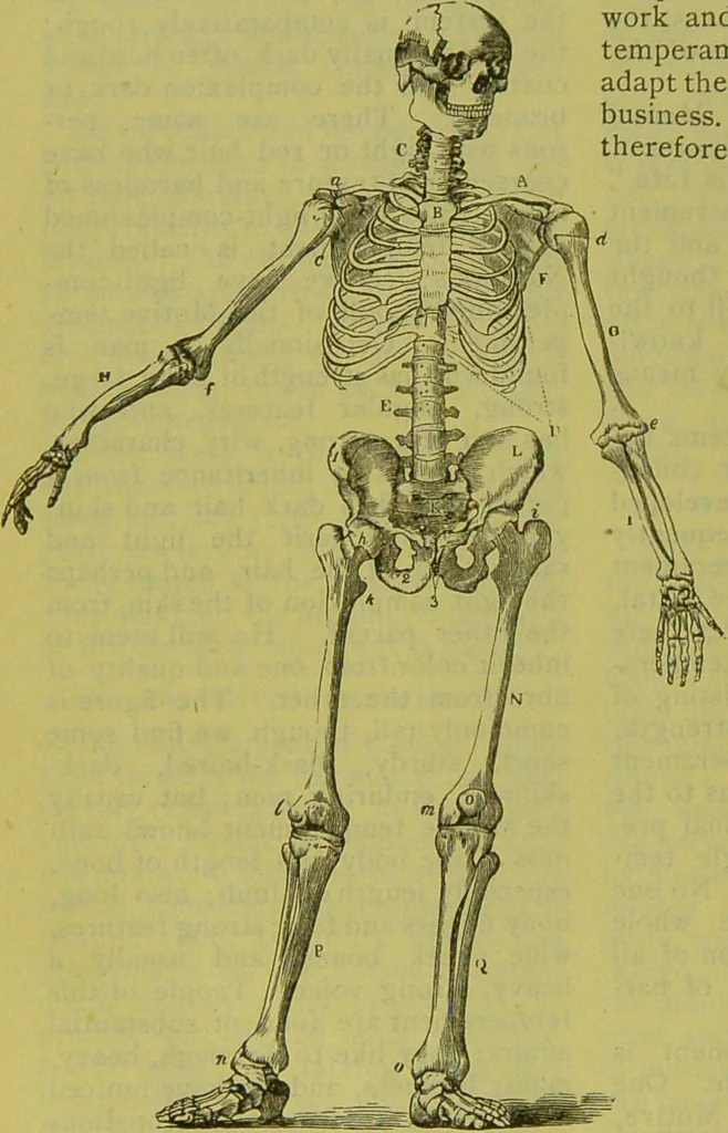 An illustration from How to study strangers by temperament, face and head : A sequel to "Heads and faces" / by Nelson Sizer., 1895, leaf 64
