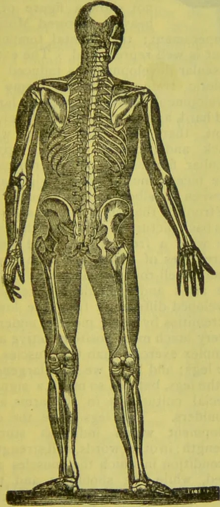 An illustration from How to study strangers by temperament, face and head : A sequel to "Heads and faces" / by Nelson Sizer., 1895, leaf 65