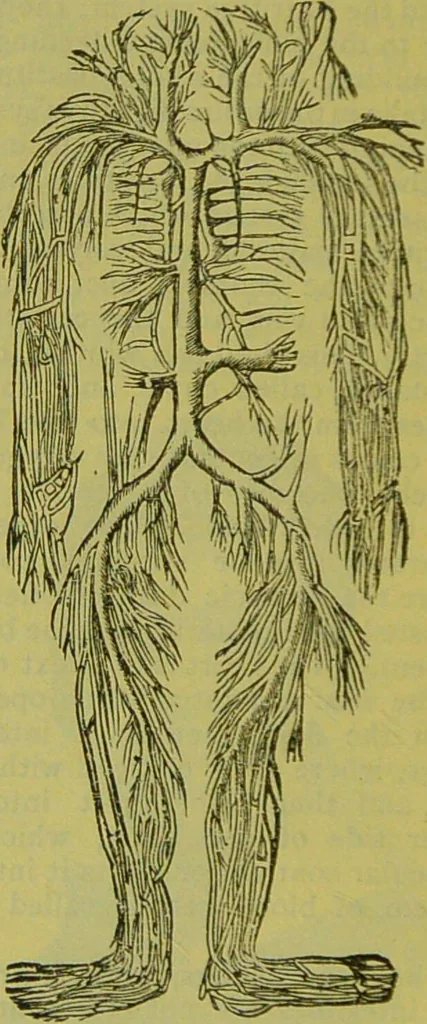 An illustration from How to study strangers by temperament, face and head : A sequel to "Heads and faces" / by Nelson Sizer., 1895, leaf 76