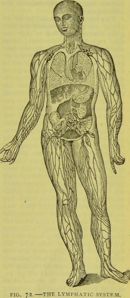 An illustration from How to study strangers by temperament, face and head : A sequel to "Heads and faces" / by Nelson Sizer., 1895, leaf 77