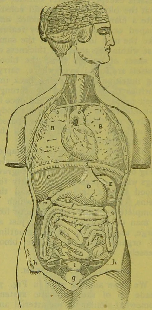 An illustration from How to study strangers by temperament, face and head : A sequel to "Heads and faces" / by Nelson Sizer., 1895, leaf 78