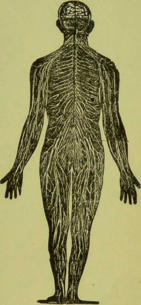An illustration from How to study strangers by temperament, face and head : A sequel to "Heads and faces" / by Nelson Sizer., 1895, leaf 89
