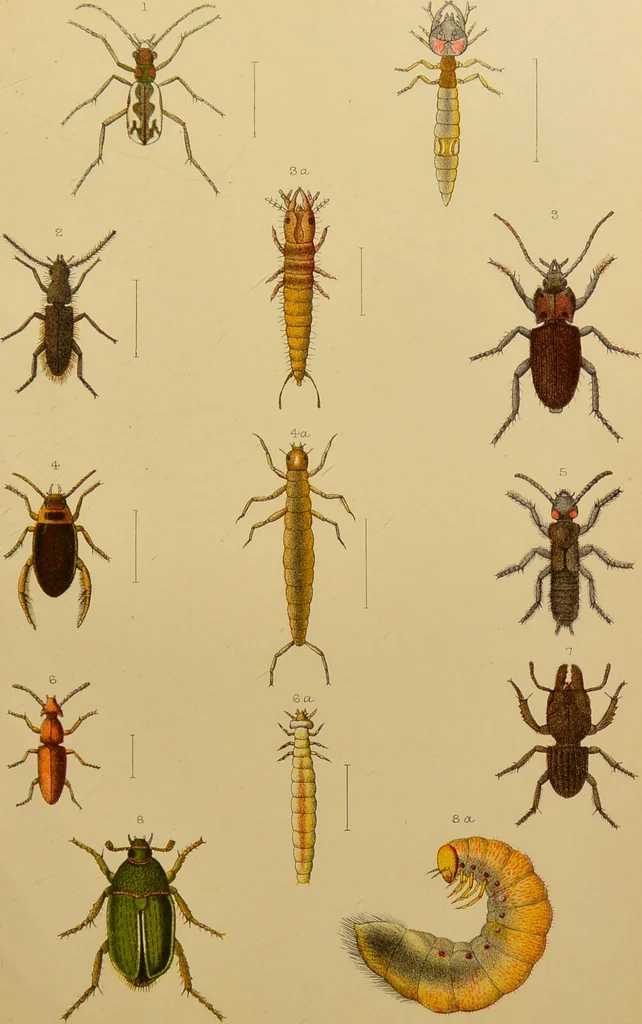 An illustration from An elementary manual of New Zealand entomology : being an introduction to the study of our native insects / With 21 coloured plates. By G.V. Hudson., 1892, leaf 145