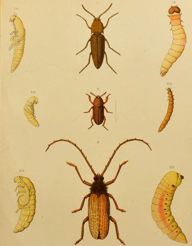 An illustration from An elementary manual of New Zealand entomology : being an introduction to the study of our native insects / With 21 coloured plates. By G.V. Hudson., 1892, leaf 149