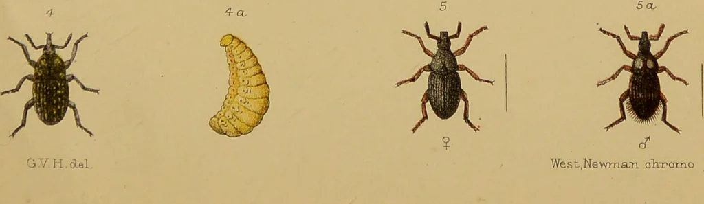 An illustration from An elementary manual of New Zealand entomology : being an introduction to the study of our native insects / With 21 coloured plates. By G.V. Hudson., 1892, leaf 149