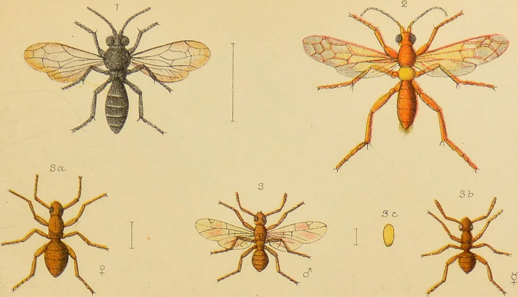 An illustration from An elementary manual of New Zealand entomology : being an introduction to the study of our native insects / With 21 coloured plates. By G.V. Hudson., 1892, leaf 153