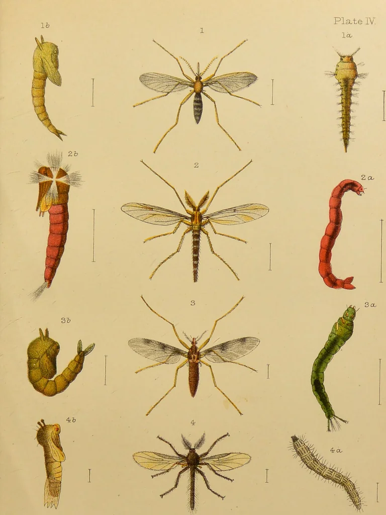 An illustration from An elementary manual of New Zealand entomology : being an introduction to the study of our native insects / With 21 coloured plates. By G.V. Hudson., 1892, leaf 157
