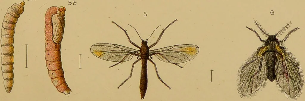 An illustration from An elementary manual of New Zealand entomology : being an introduction to the study of our native insects / With 21 coloured plates. By G.V. Hudson., 1892, leaf 157