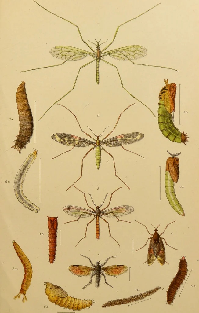 An illustration from An elementary manual of New Zealand entomology : being an introduction to the study of our native insects / With 21 coloured plates. By G.V. Hudson., 1892, leaf 161