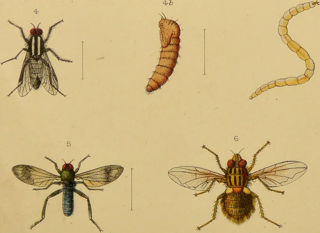 An illustration from An elementary manual of New Zealand entomology : being an introduction to the study of our native insects / With 21 coloured plates. By G.V. Hudson., 1892, leaf 165