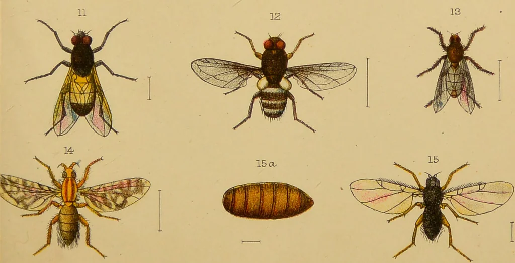 An illustration from An elementary manual of New Zealand entomology : being an introduction to the study of our native insects / With 21 coloured plates. By G.V. Hudson., 1892, leaf 169